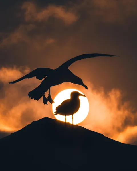 ITAP of a seagull and his flyby friend