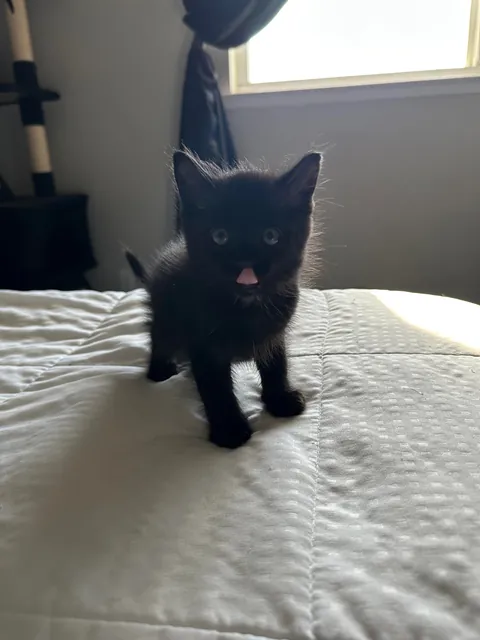 Here’s Ghost. The kitten I found a few days ago on Halloween!