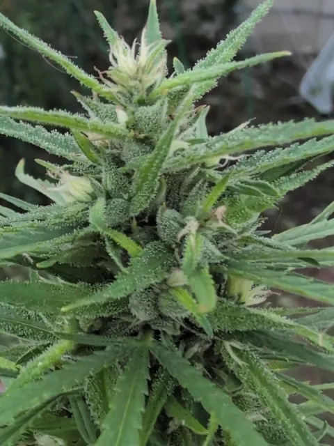 Check out my cannabis plants ! Came with the house !