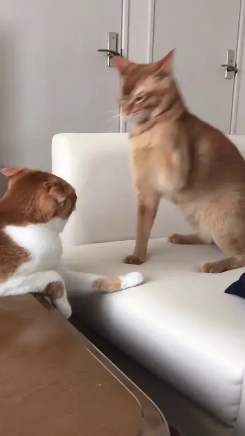 Cats fight