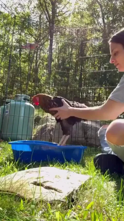 Daisy never had access to grass or a dust bath at her previous home so this is her first ever dust bath