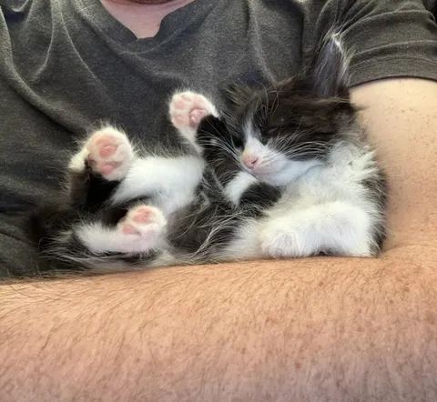 We’ve been meaning to adopt a cat and then my wife found this guy in a parking lot