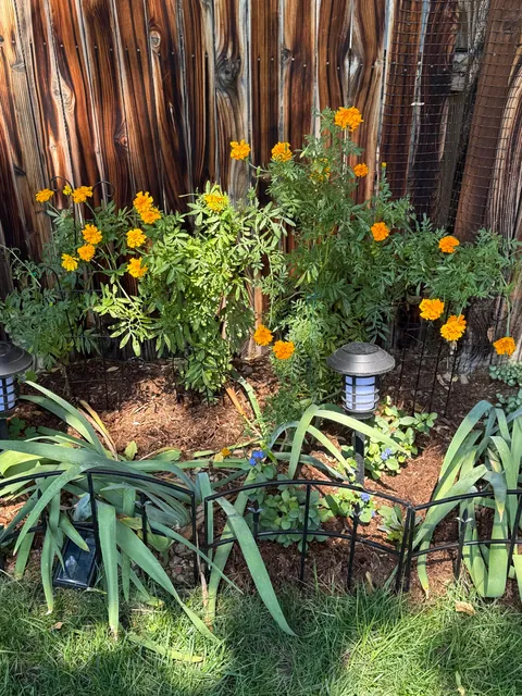 My 2nd year gardening, and I’m proud to share ‘em!