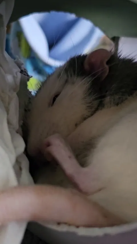 Enjoy watching my Cookie sleep💕