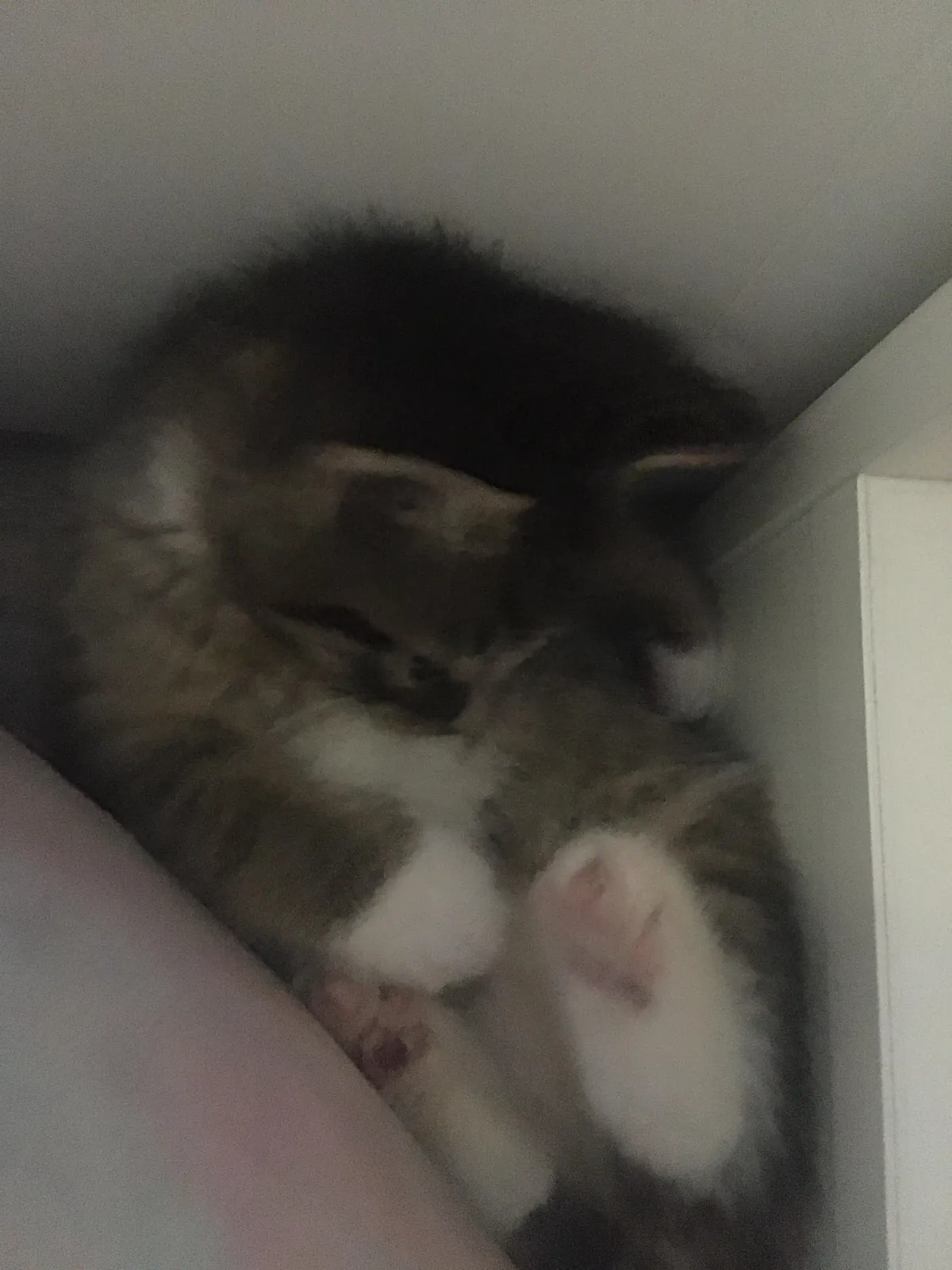 I’m 15, my 17 year old sister just died.