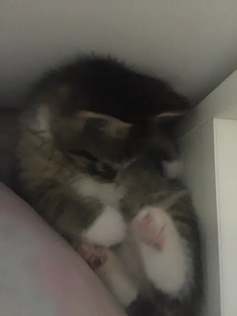 I’m 15, my 17 year old sister just died.