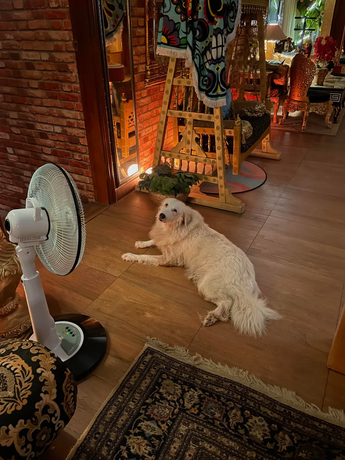 My lounge with my best buds 💕