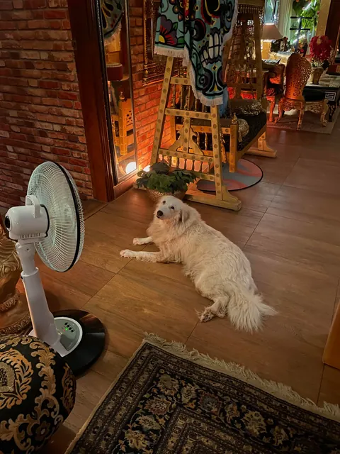 My lounge with my best buds 💕