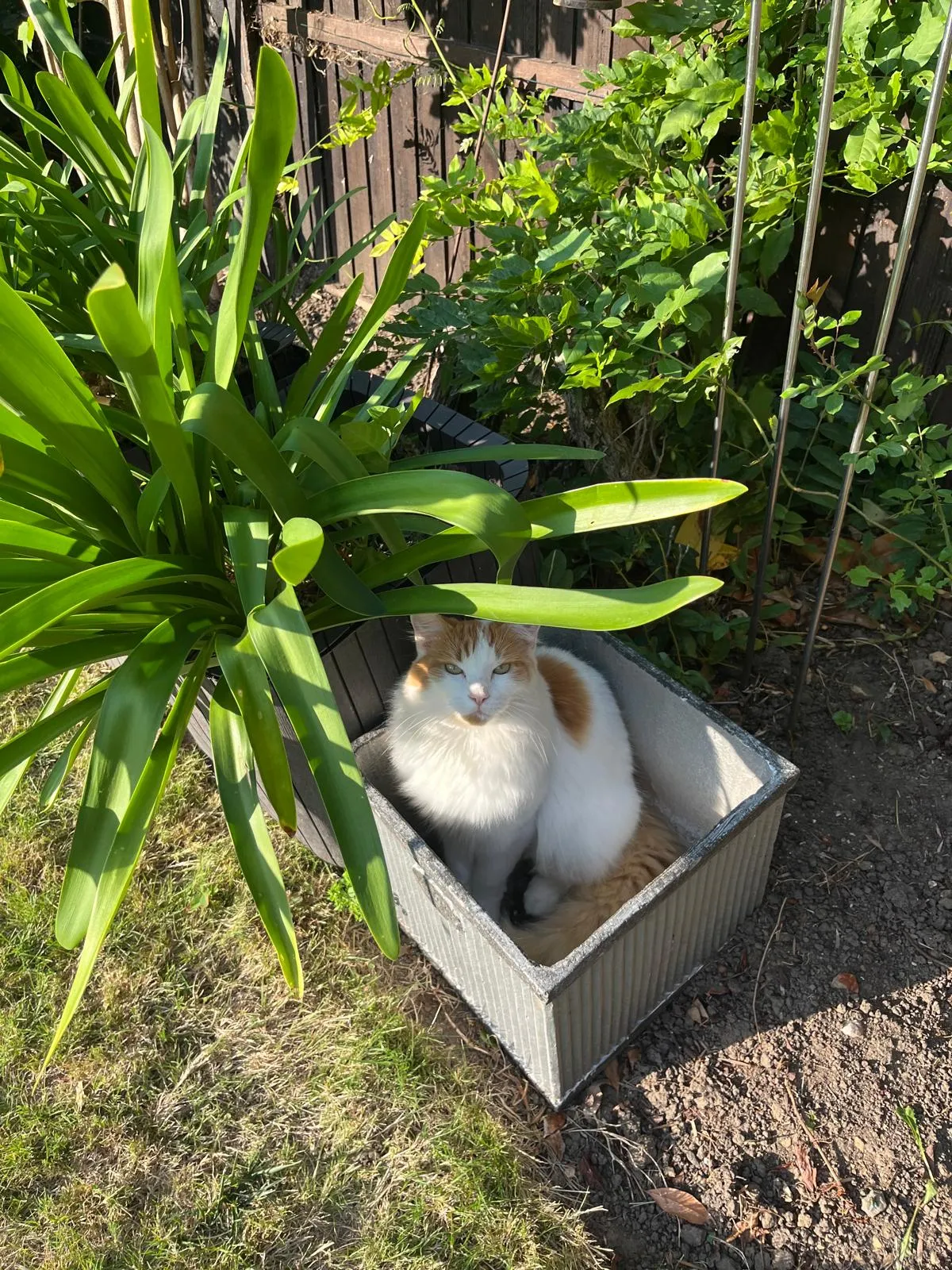 Strange plant growing in my parents garden...