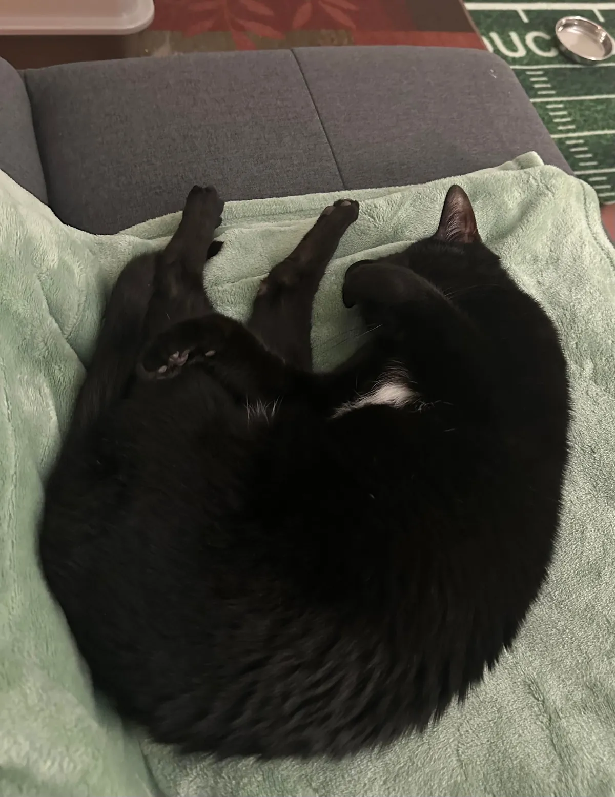 Update on the declawed kitty found wandering a school