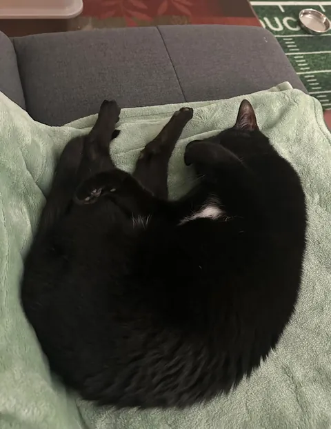 Update on the declawed kitty found wandering a school