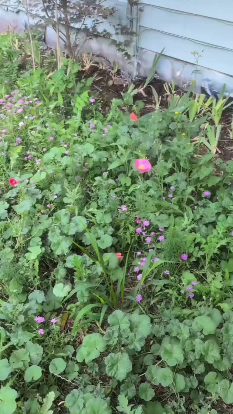 My wildflower front lawn I put in this year❤️