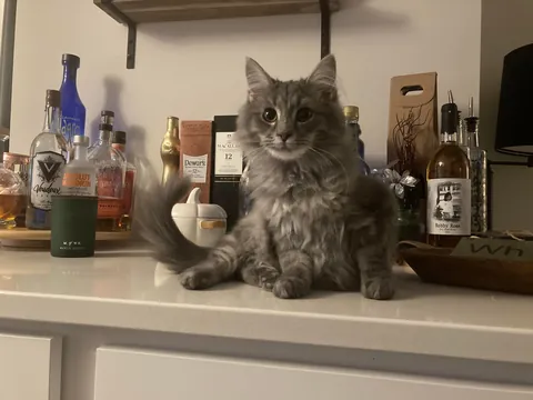 My Dad’s Kitten Phinneas