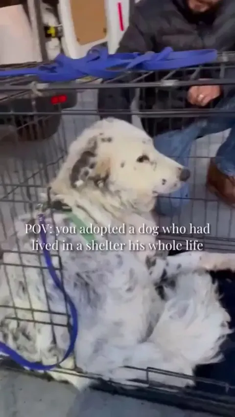 Thank you for adopting him