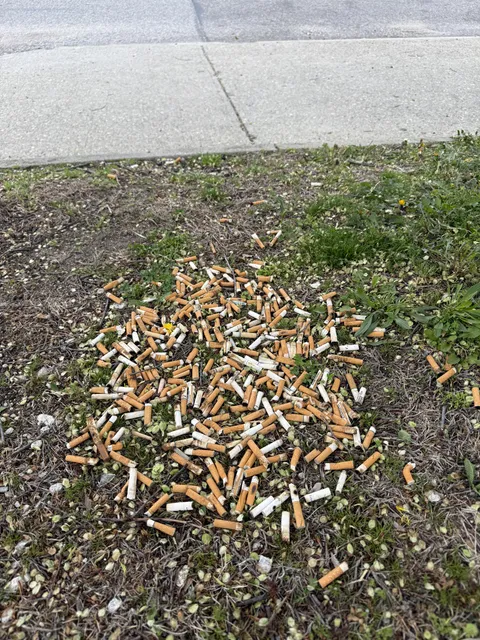 The bar behind my condo dumps their Cigarette Butts in the grass across the street from them