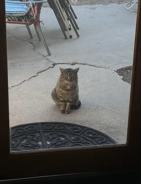 should i let him in? he comes everyday and just stands there