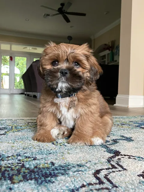 I didn’t want a dog, yet here we are. Can’t imagine life without him now 😌