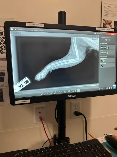 Update to my limping cat: the believe she’s septic