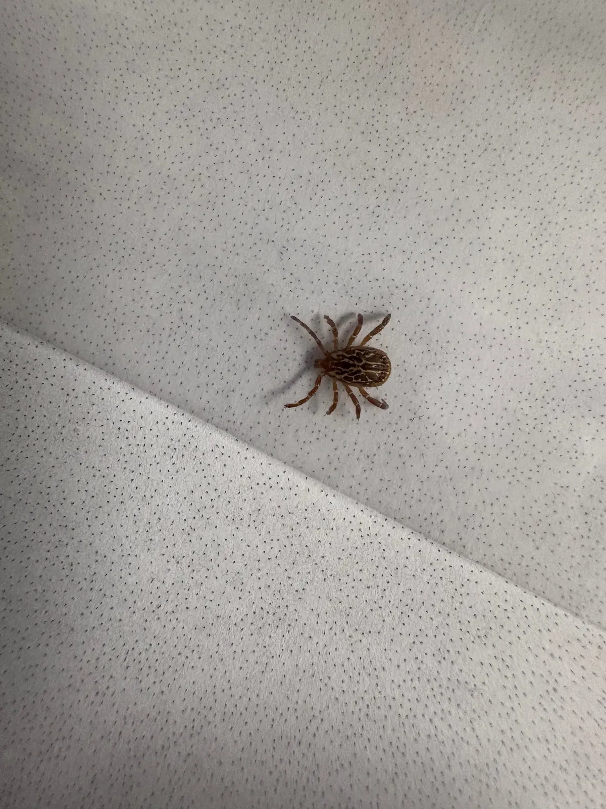 Was doing my nails and scratched my head… found a tick