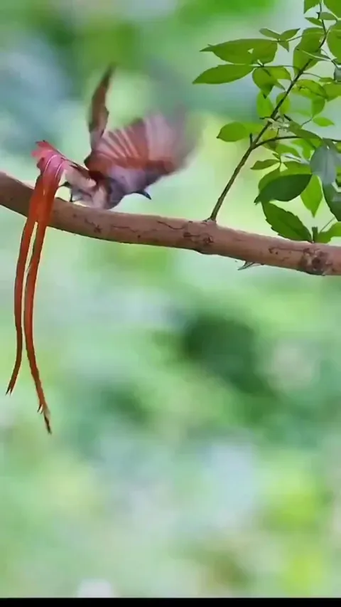 🔥 Indian Paradise Flycatcher's mating ritual