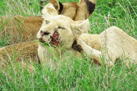 Badass lion with a quarter of its face missing