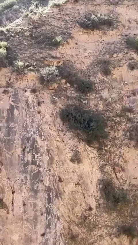 Mountain goats climbing vertical cliffs nearly 13000 feet