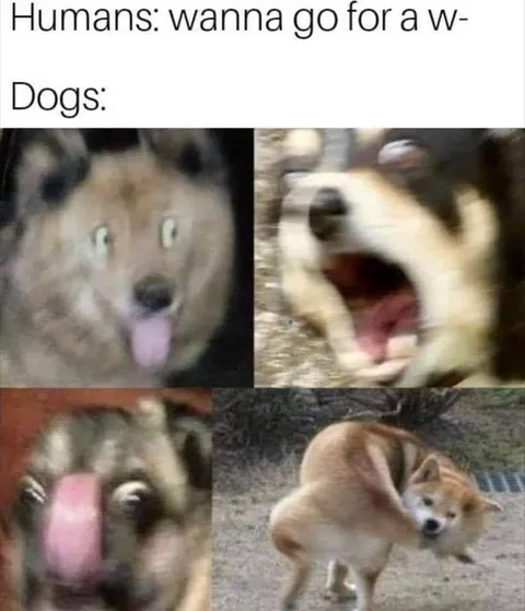 It’s really simple for them 🐶