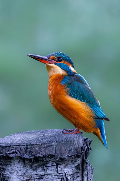 Female kingfisher