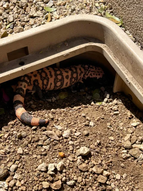 Gila monster and King snake sharing den