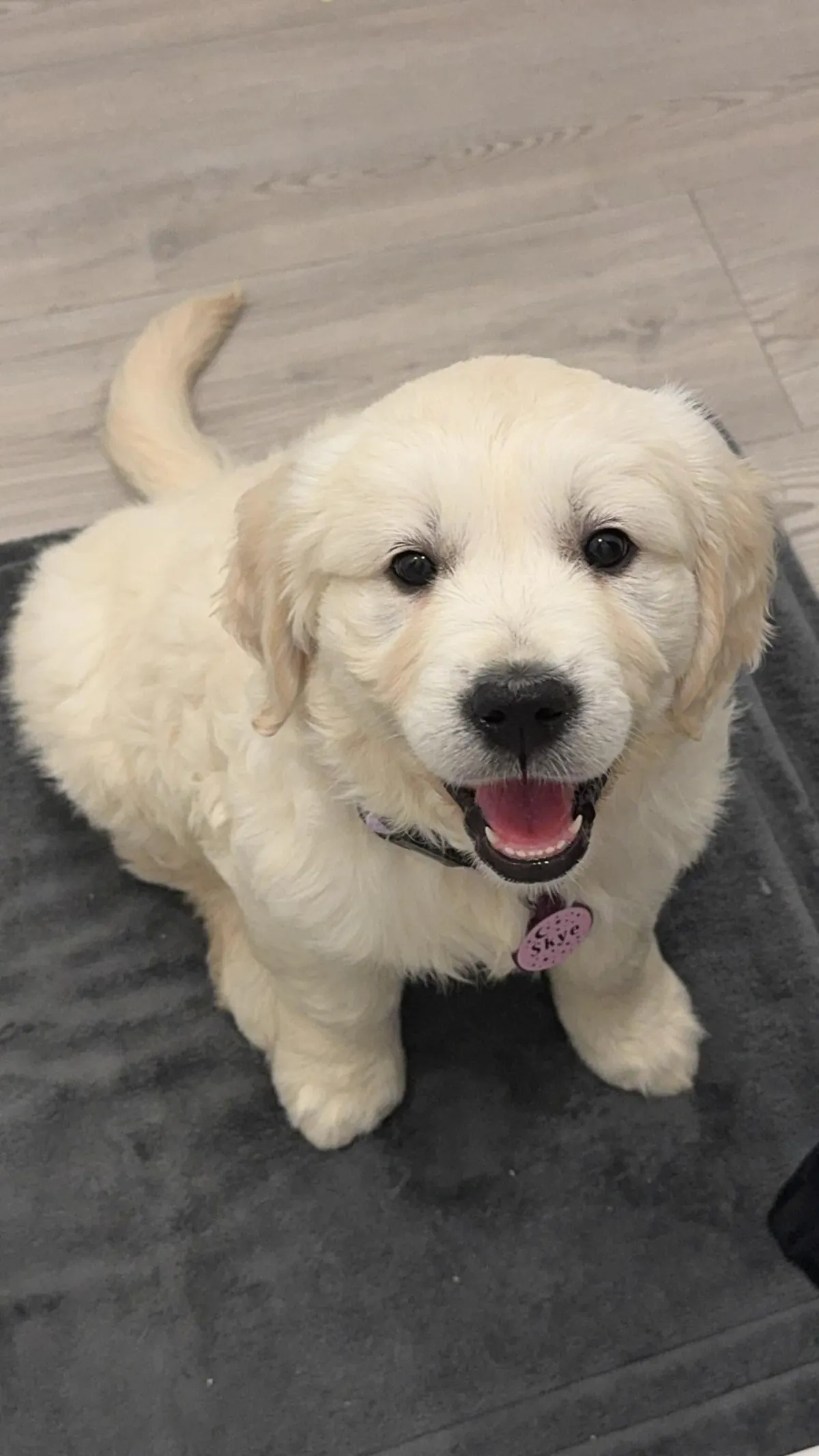 My new family member, Skye!