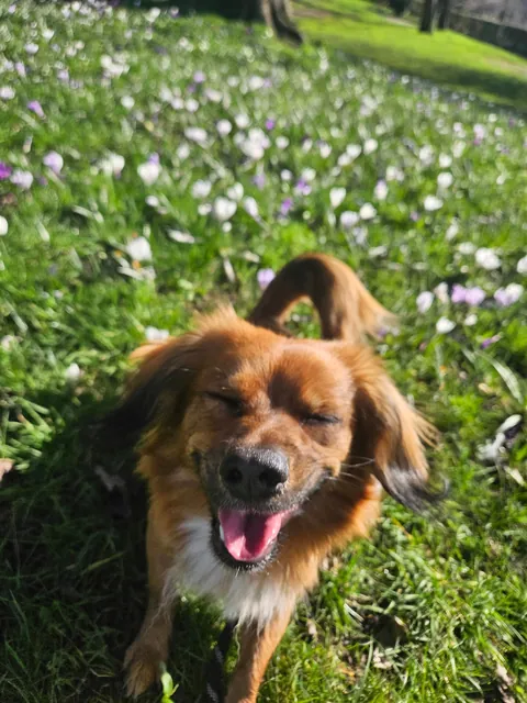 Kevin enjoying his spring walkies in the sun