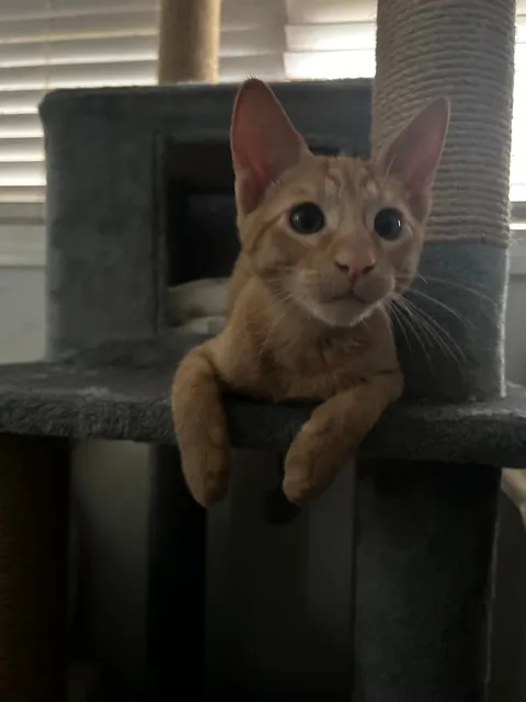 I got my first cat a few weeks ago!