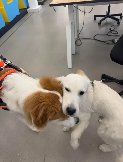 My office has an open dog policy