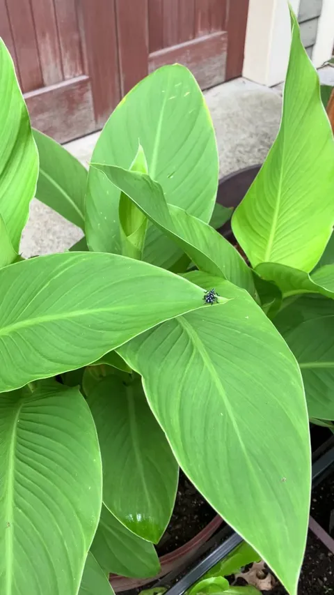 Guess what I found in my garden?!