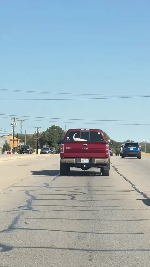 Dog safety isn’t their top priority. Older man oblivious to the dangers.  The dog hit the cab when he had to slam on the brakes at the next light.