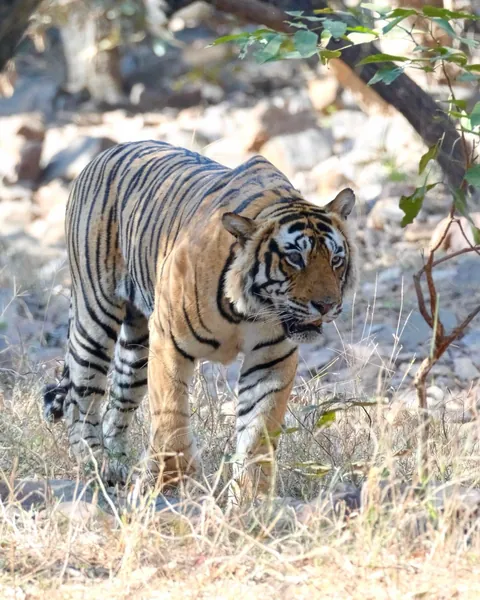 India Golden Triangle During Holi
