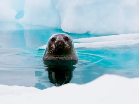 🔥 Reasons Antarctica Should Be On Your Bucket List