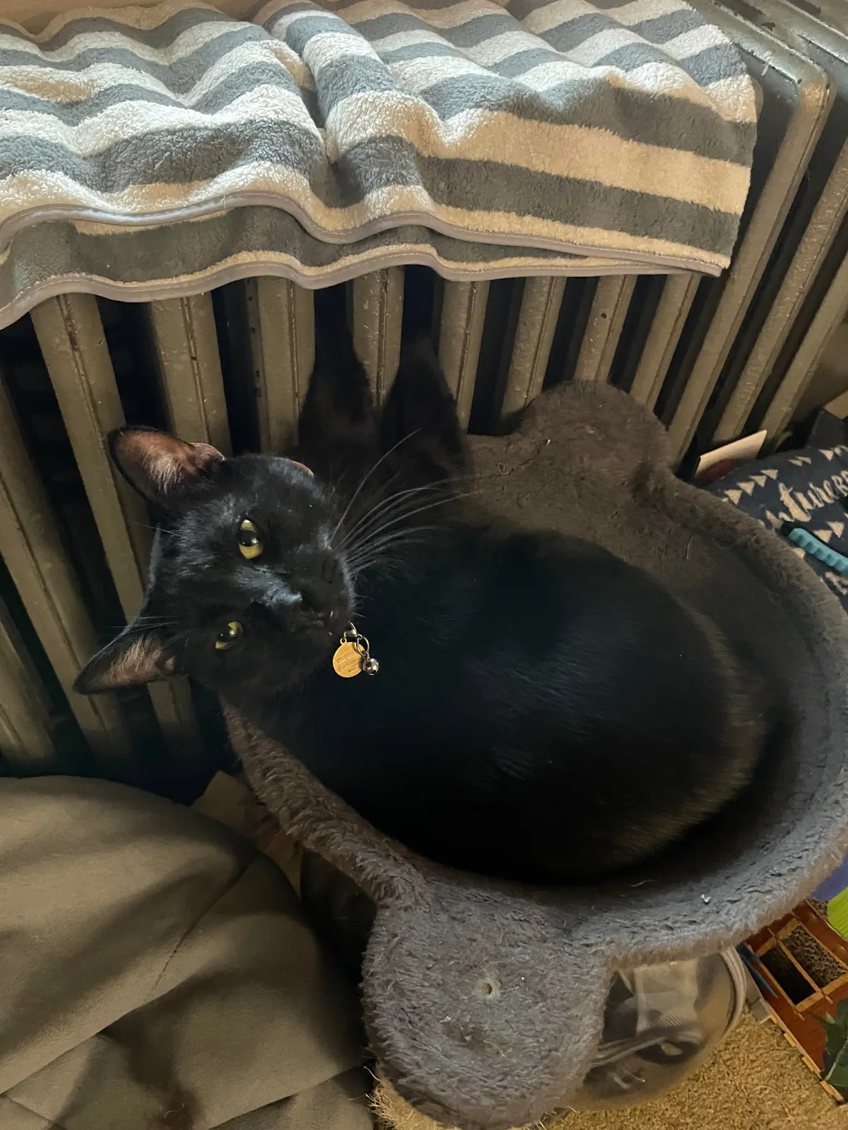 Puppito has discovered the heat has turned on