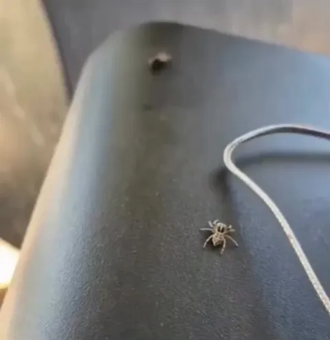 Spider strategically hunting a fly