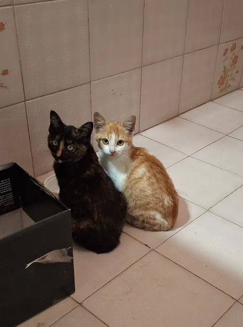 6 months since I got these fluff balls