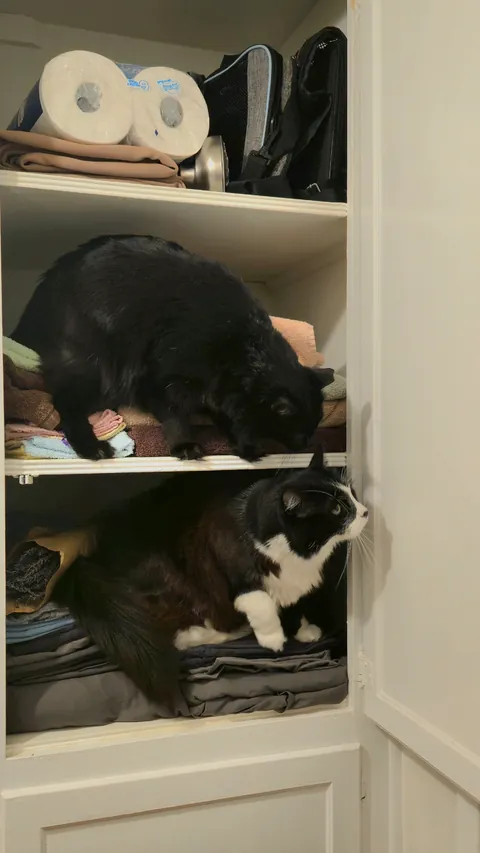 I'm curious, where does everyone else store their cats when not in use?