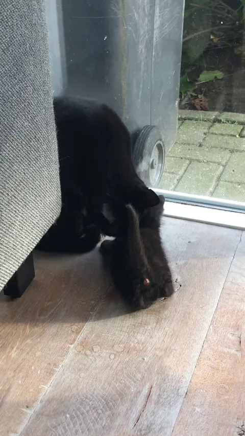 The moment you adopt a little void baby, only for your older void to adopt the baby also ❤️🖤