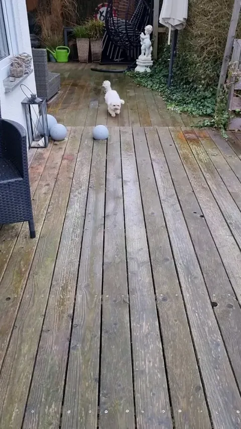 Always Wipe Your Paws