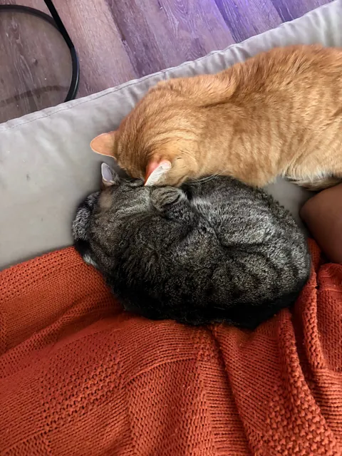 My boyfriend’s cats cuddling with him was so cute that I think I just bonded with them on an emotional level that I didn’t know was possible for pets?