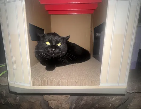 18 years old, 7 since adopting her and still as feisty as can be