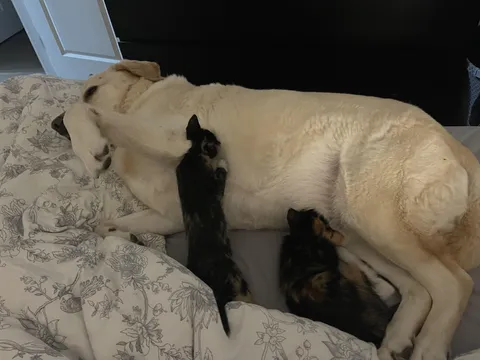 3 days after coming home, my sweet kittens started nursing on my male Labrador. He loves them!