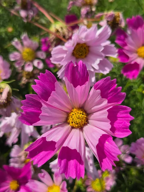 Late summer in the garden