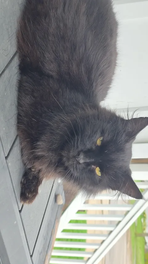 My scraggely old man Hocus