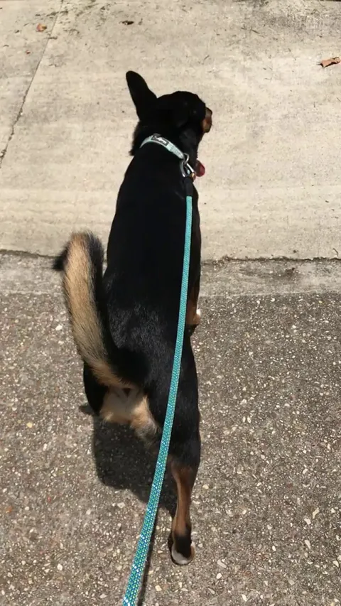 Our cat (Minnie) loves to regularly go on walks with our dog (Benny). She makes sure we don’t leave her behind.