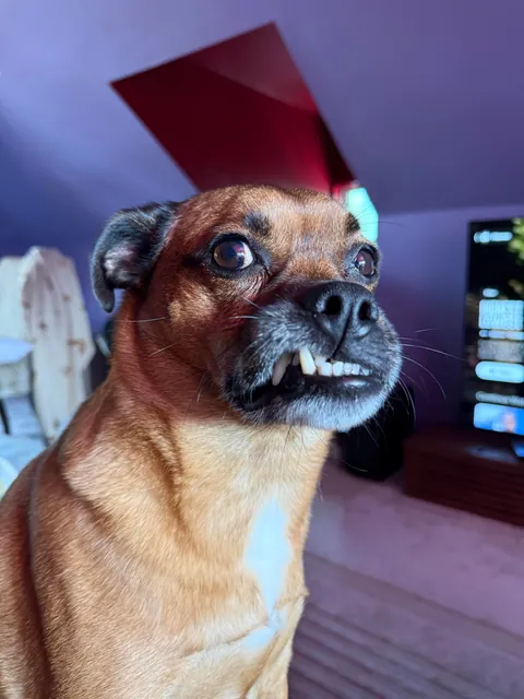 This is Fitz. He’s my wife’s dog. When she goes to work, he reminds me that I’m a poor substitute.